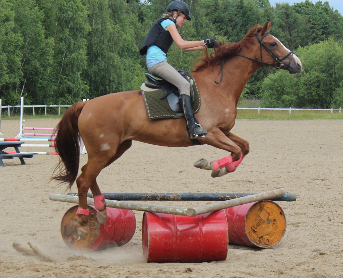 Dansk Varmblod Candy Floss - regnede ikke lige med at hun hoppede :)  billede 14