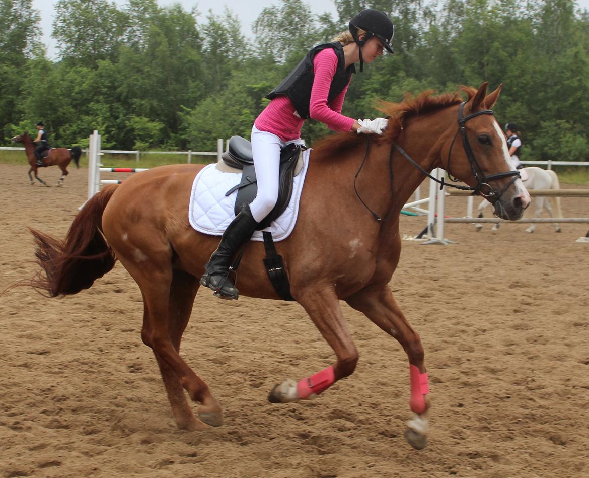 Dansk Varmblod Candy Floss billede 15