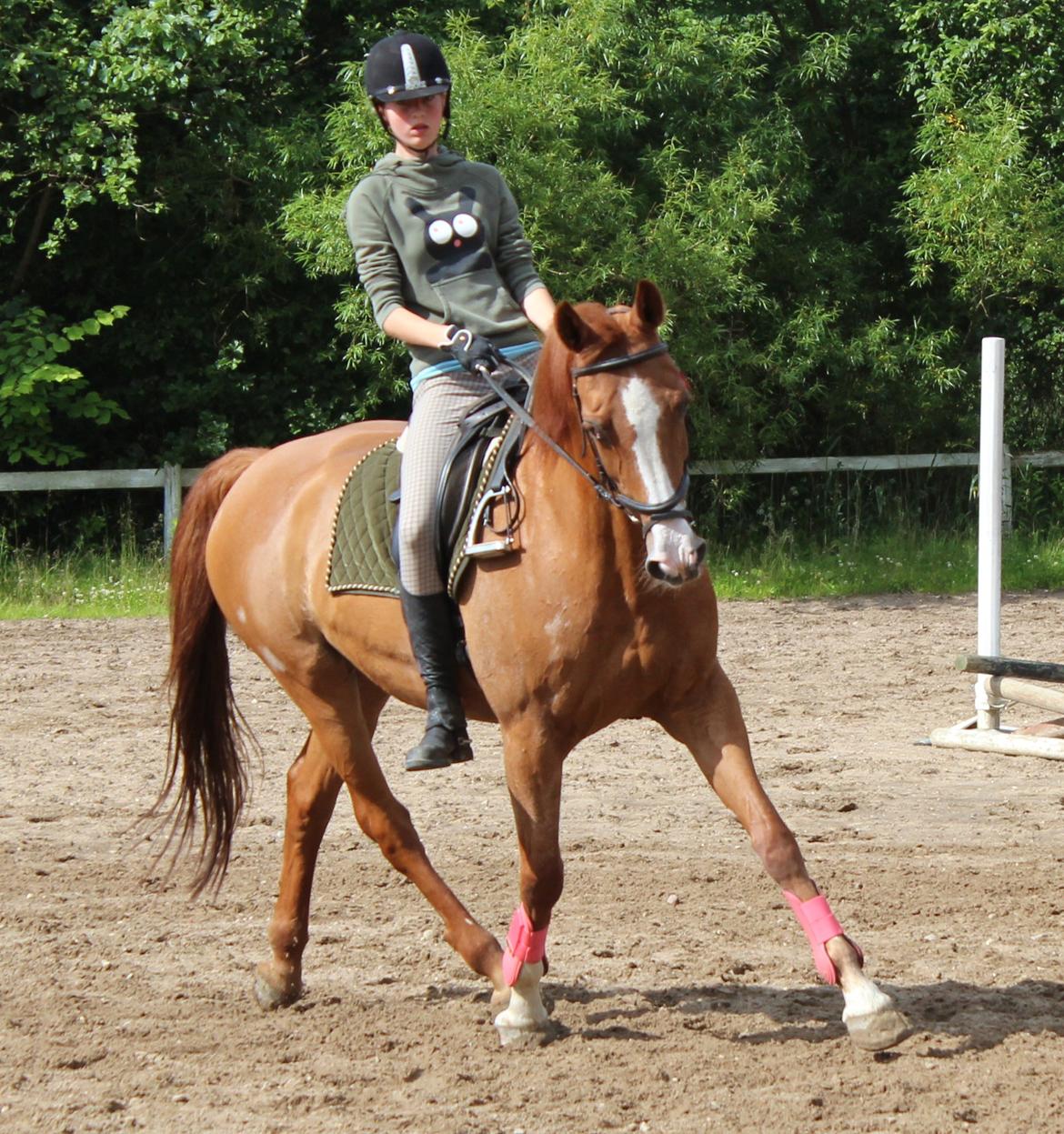 Dansk Varmblod Candy Floss billede 16