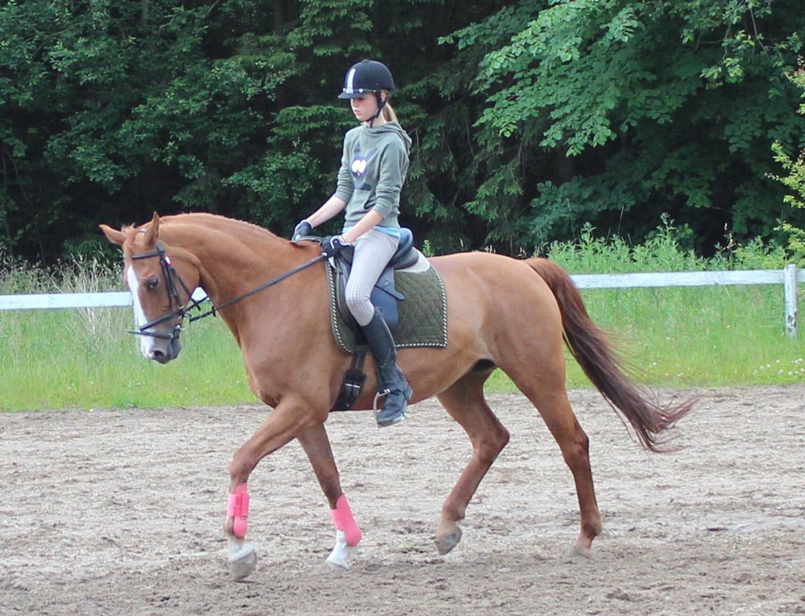 Dansk Varmblod Candy Floss billede 17