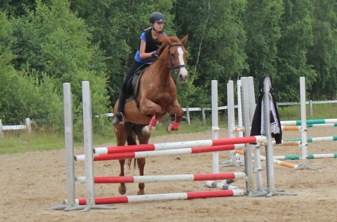 Dansk Varmblod Candy Floss billede 18