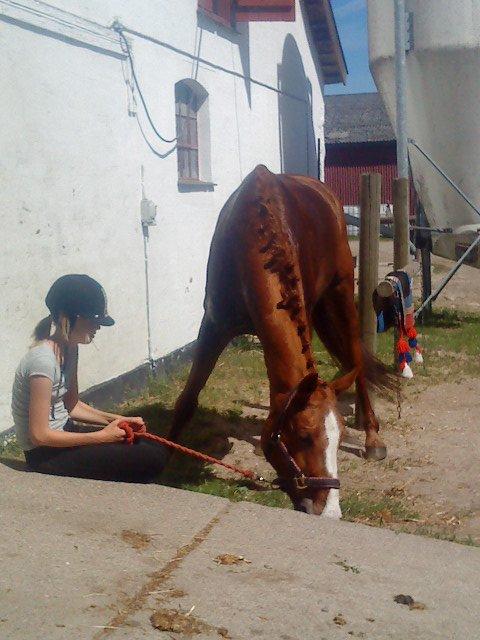 Dansk Varmblod Candy Floss billede 19