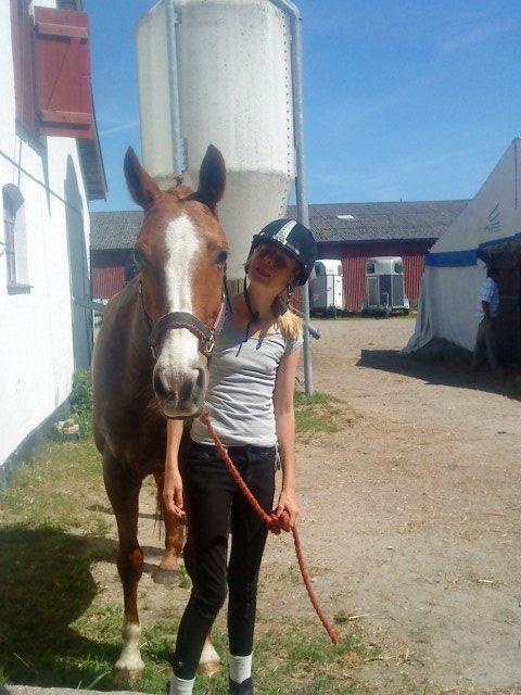 Dansk Varmblod Candy Floss billede 20