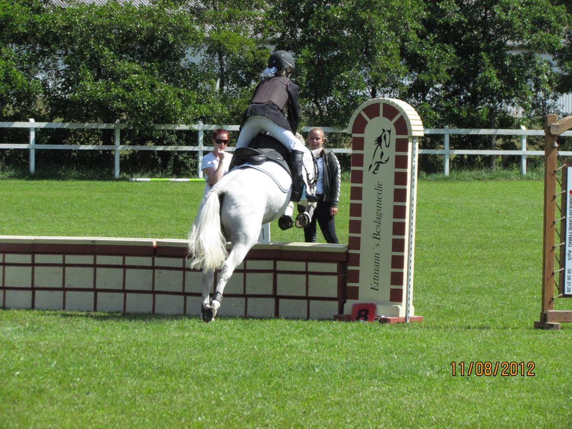 Welsh Pony (sec B) Shadow billede 7