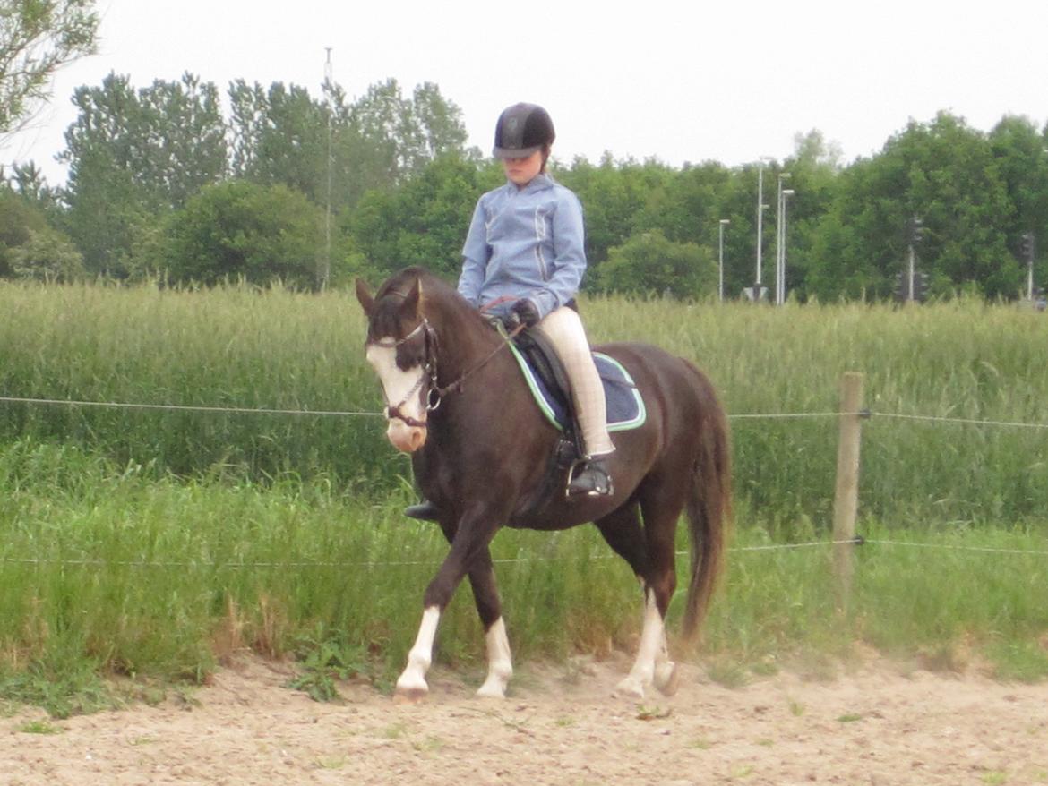 Welsh Pony (sec B) F.H. Bjerregårds Wonder - hjemme træning <3 billede 10