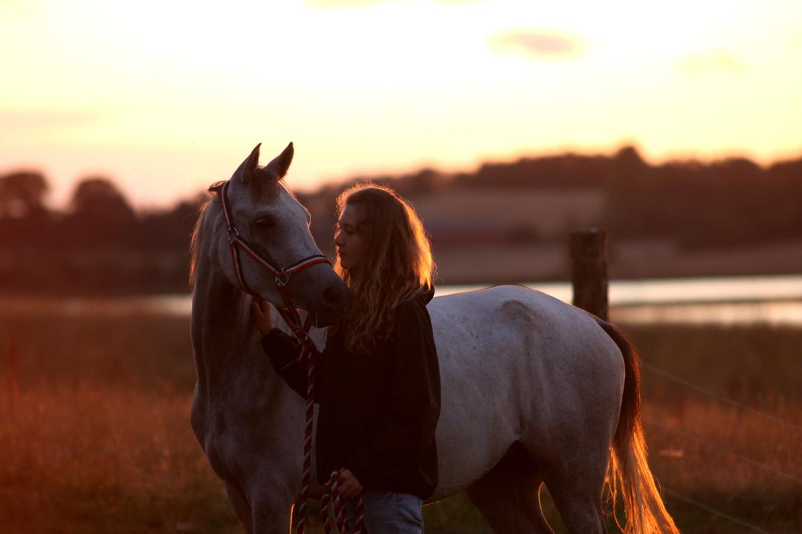 Arabisk fuldblod (OX) Diemma "AMY" R.I.P -Forever in my heart- billede 20