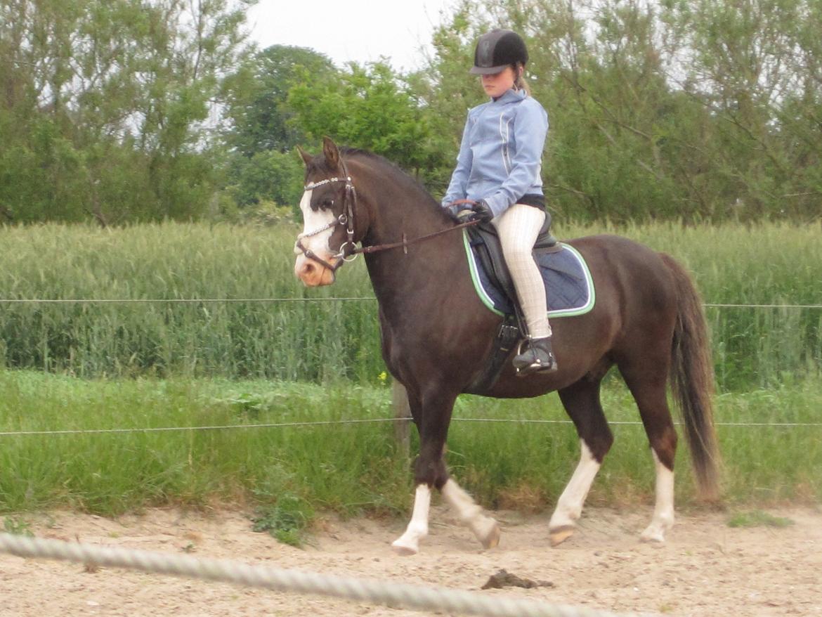 Welsh Pony (sec B) F.H. Bjerregårds Wonder - smukke dreng <3 <3 billede 12