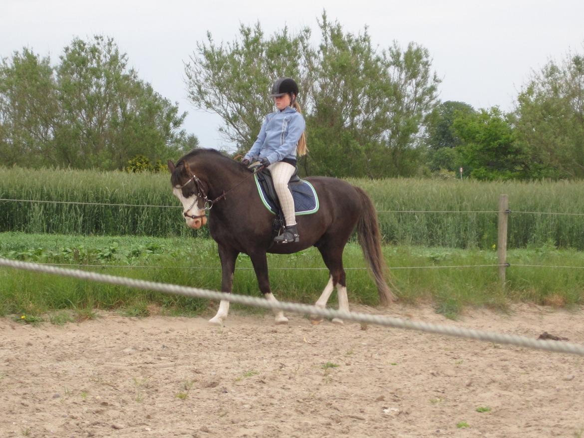 Welsh Pony (sec B) F.H. Bjerregårds Wonder - virkelig smuk XD billede 13