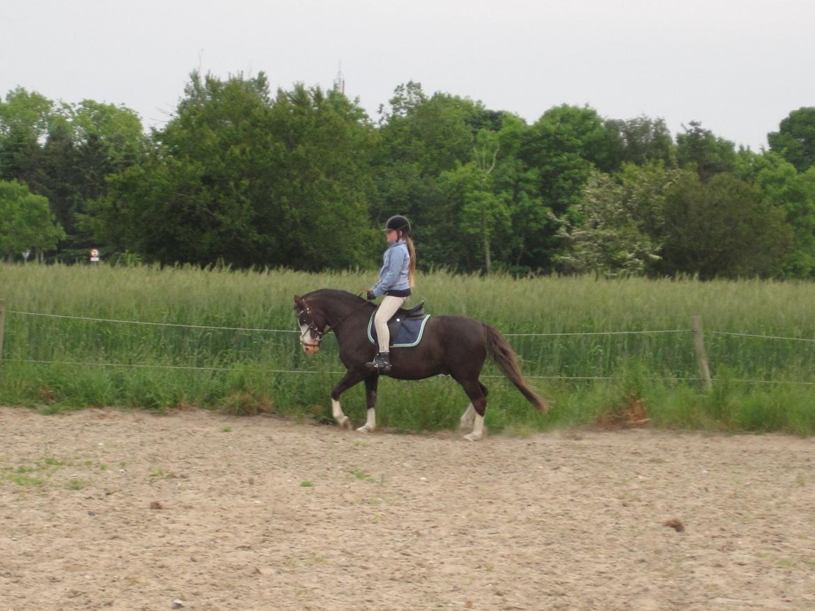 Welsh Pony (sec B) F.H. Bjerregårds Wonder - han er så god til dressur!!! billede 14