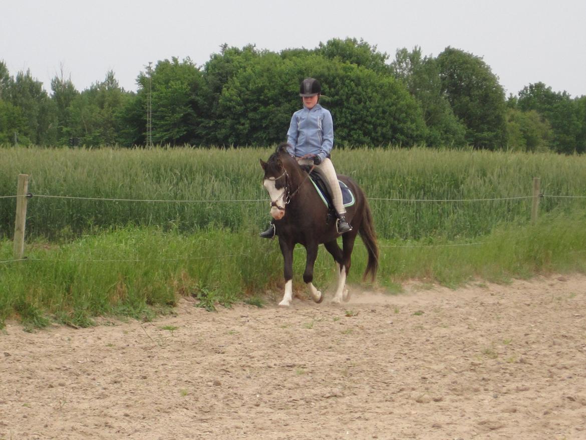 Welsh Pony (sec B) F.H. Bjerregårds Wonder - <3<3<3<3<3<3<3<3<3 billede 15