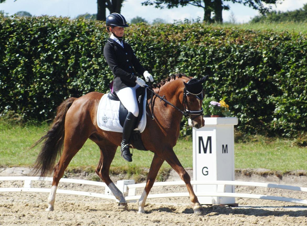 Welsh Partbred (Sec F) De Wijk's Aislin B PONY - Wilhelmsborg 11 aug 2012 <3 billede 13