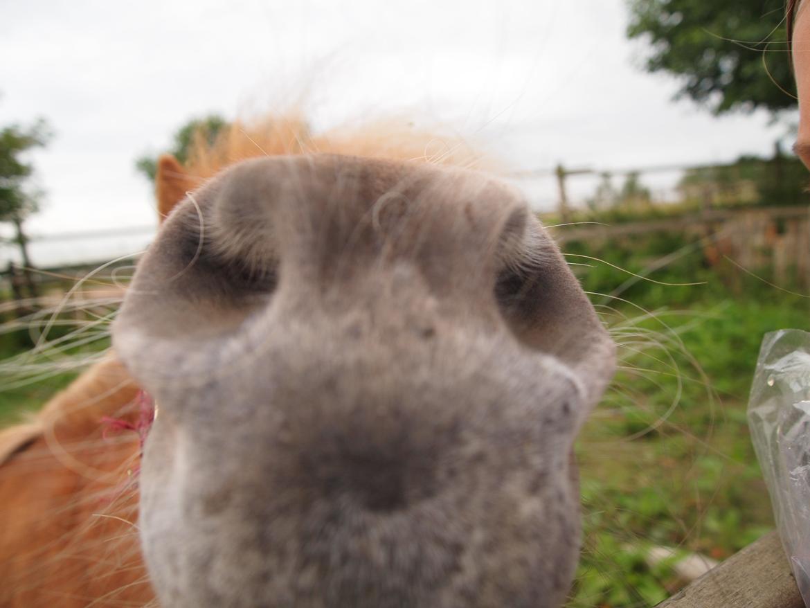 Shetlænder Snefnug † billede 12