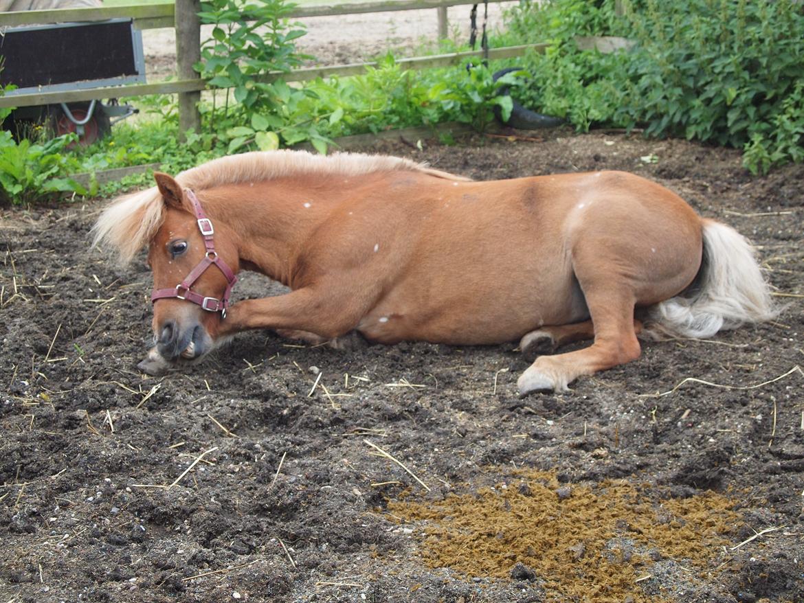 Shetlænder Snefnug † billede 13