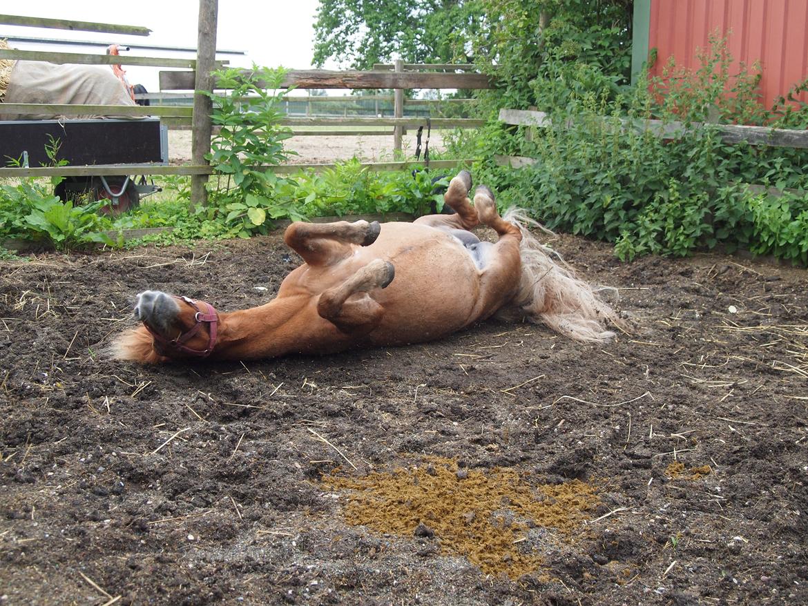 Shetlænder Snefnug † billede 14