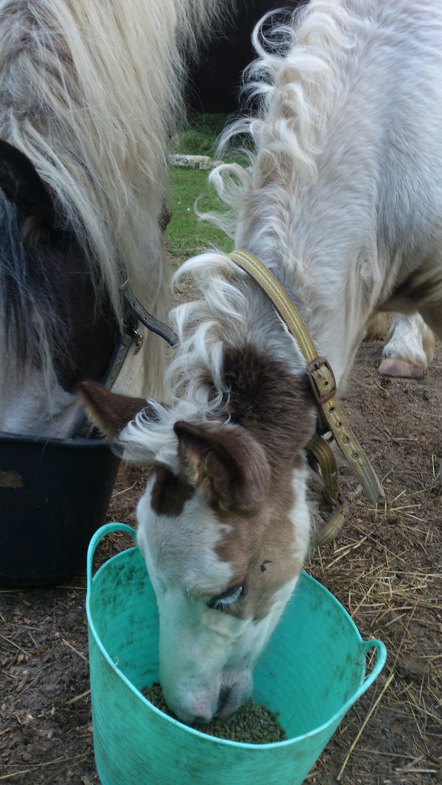 Tinker Thinggaard's Alijah - 11/8-2012 billede 11