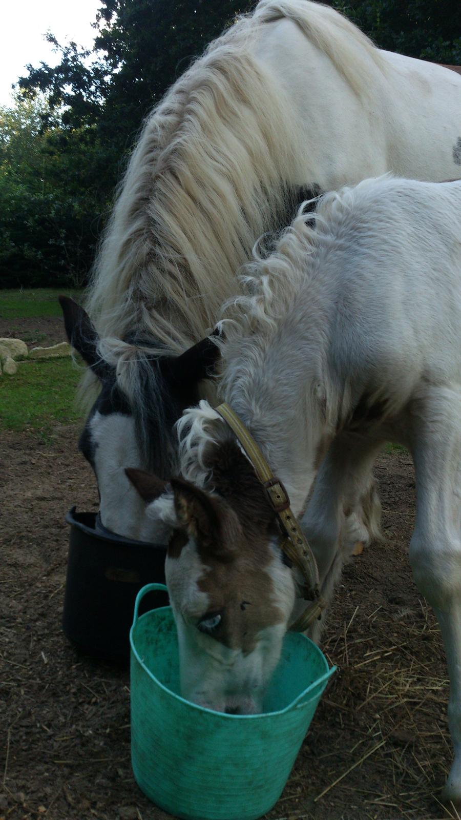 Tinker Thinggaard's Alijah - 11/8-2012 billede 12