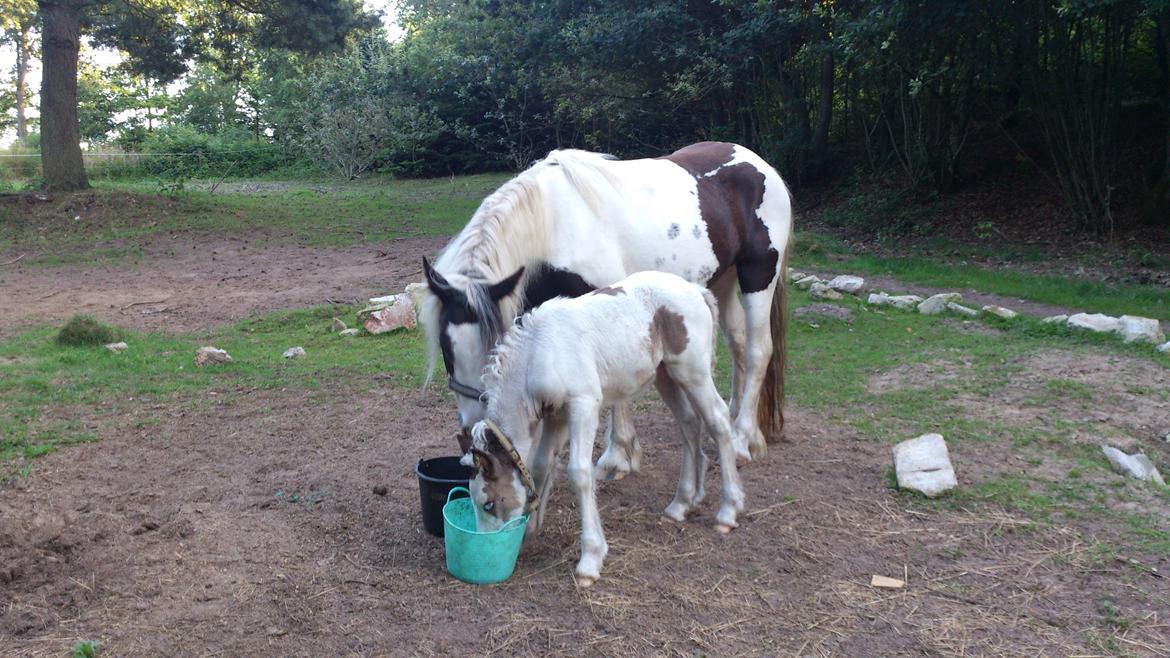 Tinker Thinggaard's Alijah - 11/8-2012 billede 13