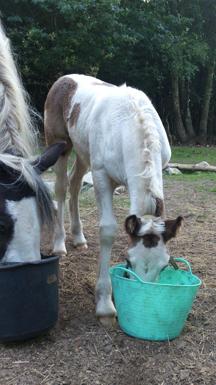 Tinker Thinggaard's Alijah - 11/8-2012 billede 14