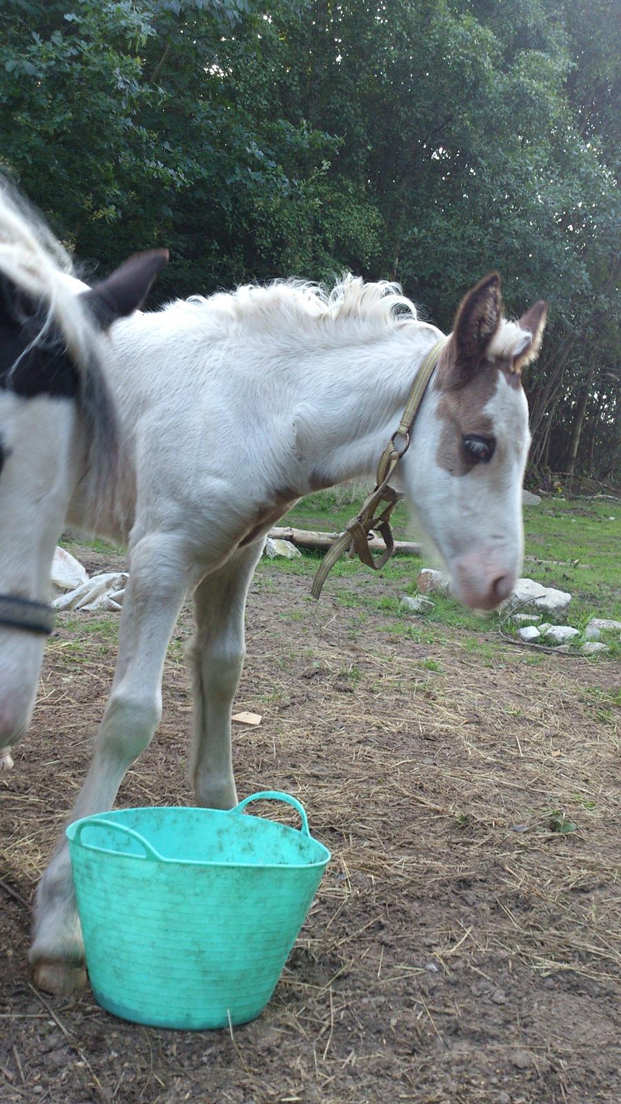 Tinker Thinggaard's Alijah - 11/8-2012 billede 15