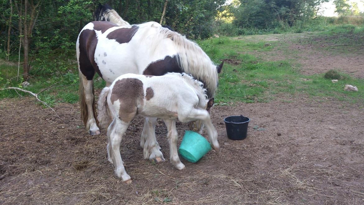 Tinker Thinggaard's Alijah - 11/8-2012 billede 16