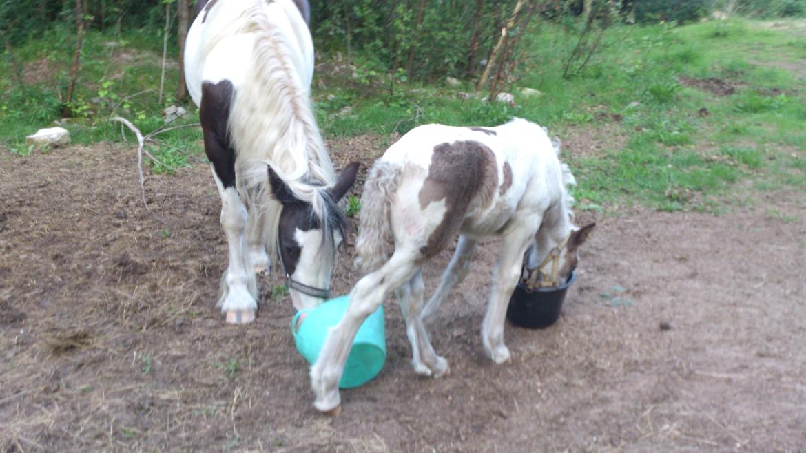 Tinker Thinggaard's Alijah - 11/8-2012 billede 17