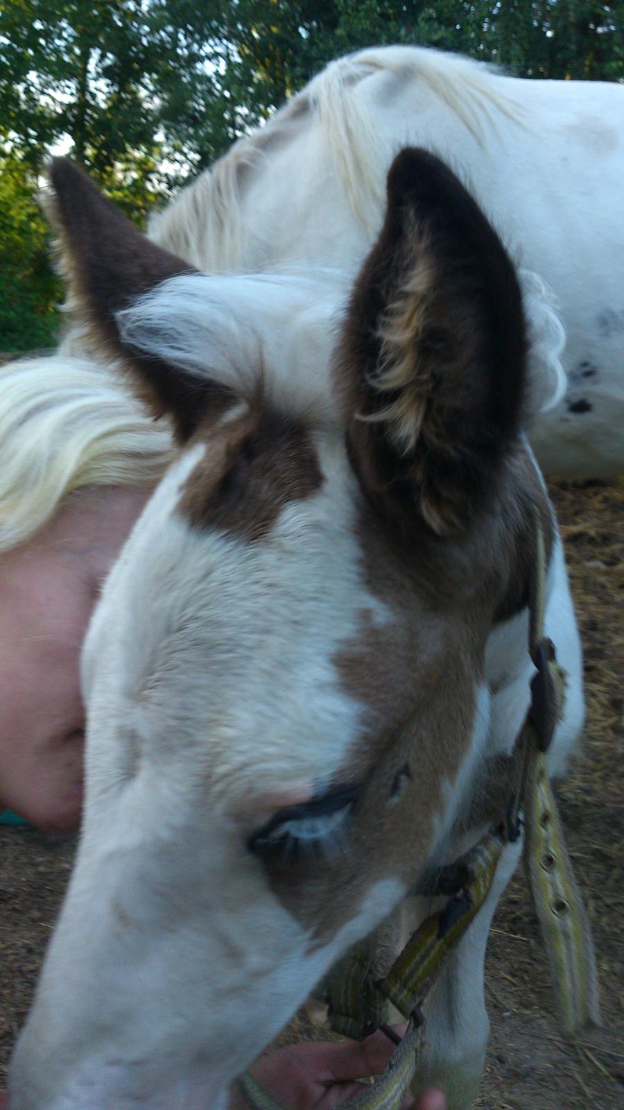 Tinker Thinggaard's Alijah - 11/8-2012 billede 18