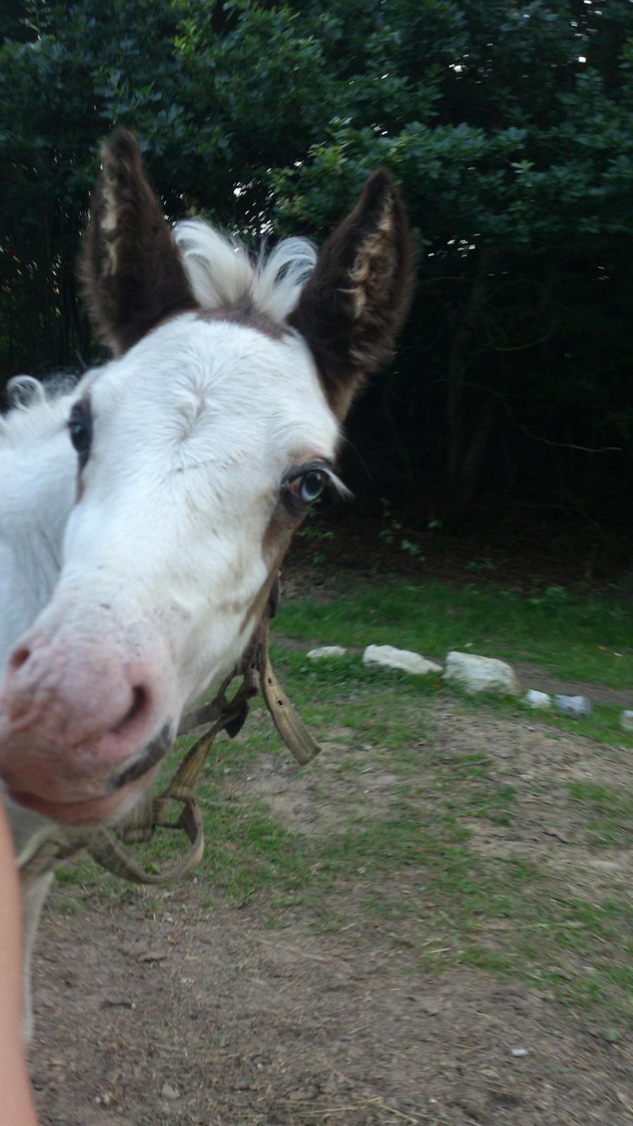 Tinker Thinggaard's Alijah - 11/8-2012 billede 19