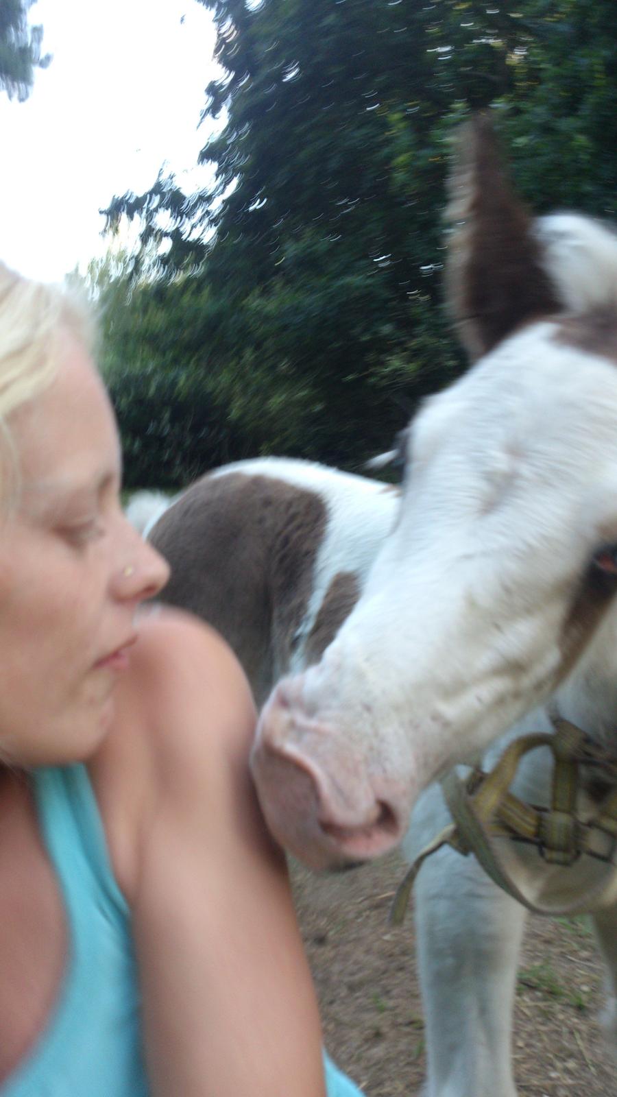 Tinker Thinggaard's Alijah - 11/8-2012
Nej nej ikke bide billede 20