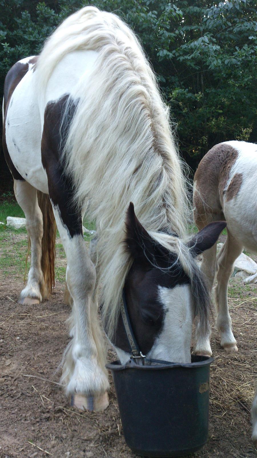 Tinker Sally - 11/8-2012 billede 17