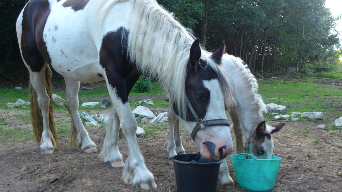 Tinker Sally - 11/8-2012 billede 18