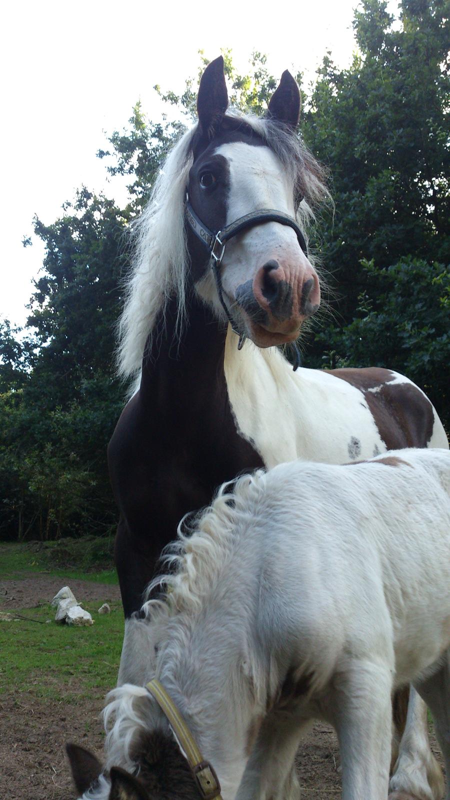 Tinker Sally - 11/8-2012 billede 1