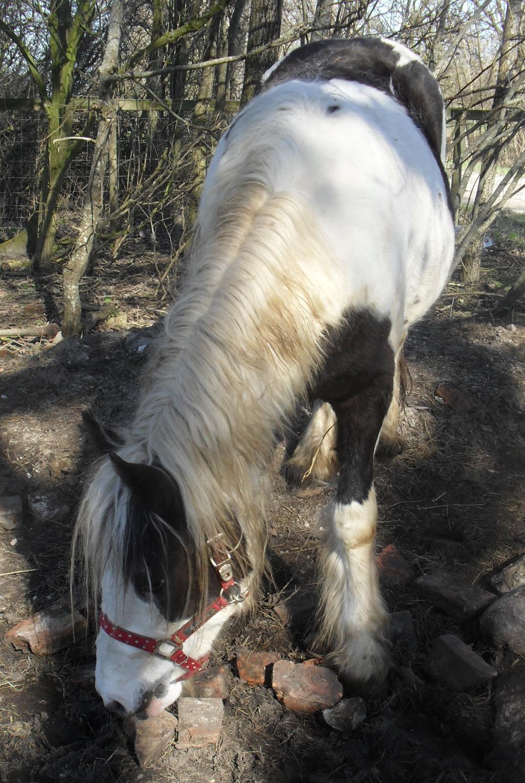 Tinker Sally - 23/3-2012 billede 16