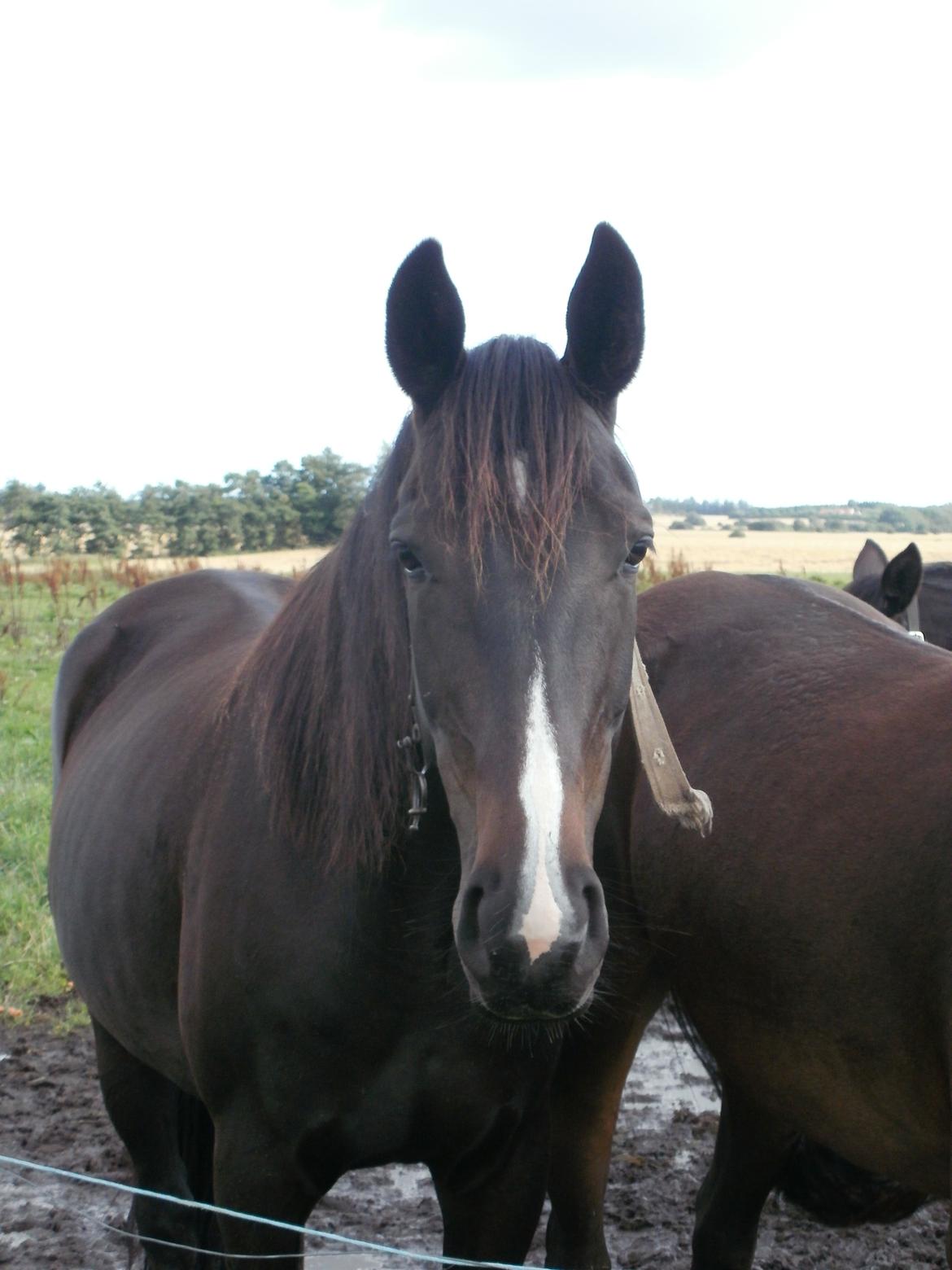 Anden særlig race Engbæks Lotte billede 11