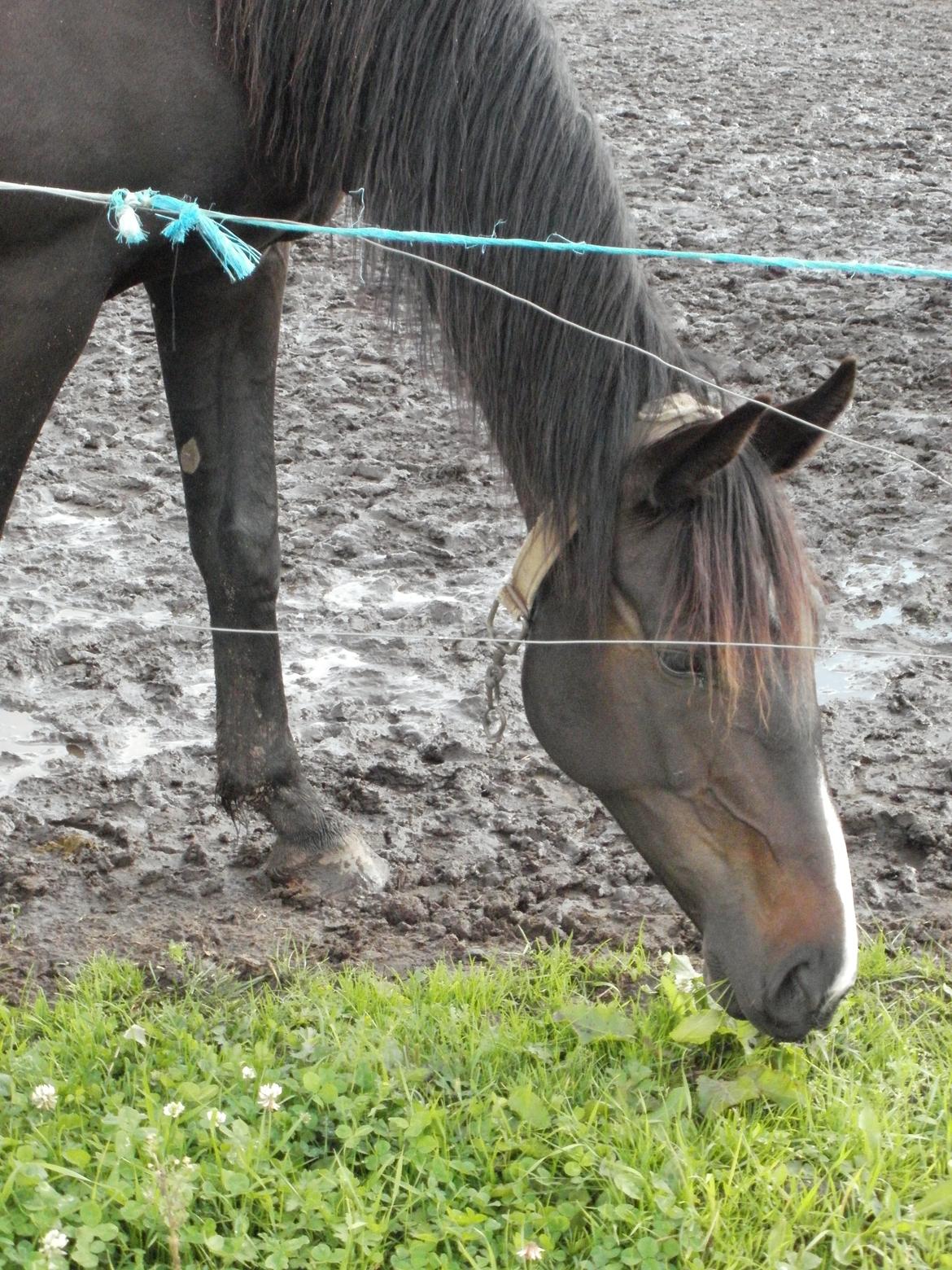 Anden særlig race Engbæks Lotte billede 12