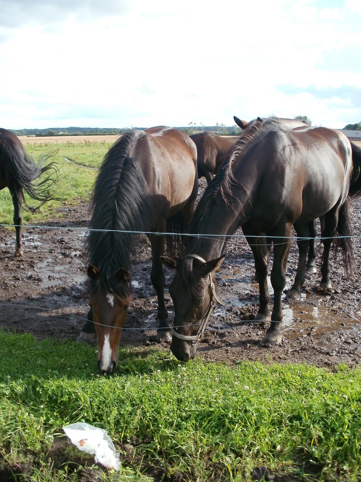 Anden særlig race Engbæks Lise-Lotte - august 2012 billede 10