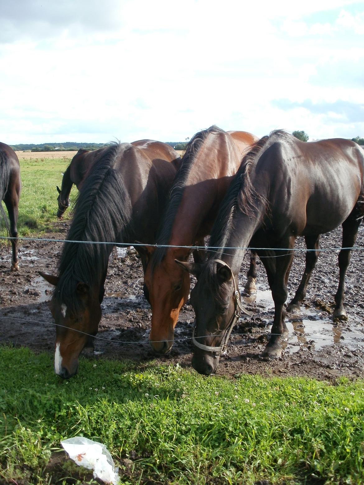 Anden særlig race Engbæks Lise-Lotte - August 2012 billede 11