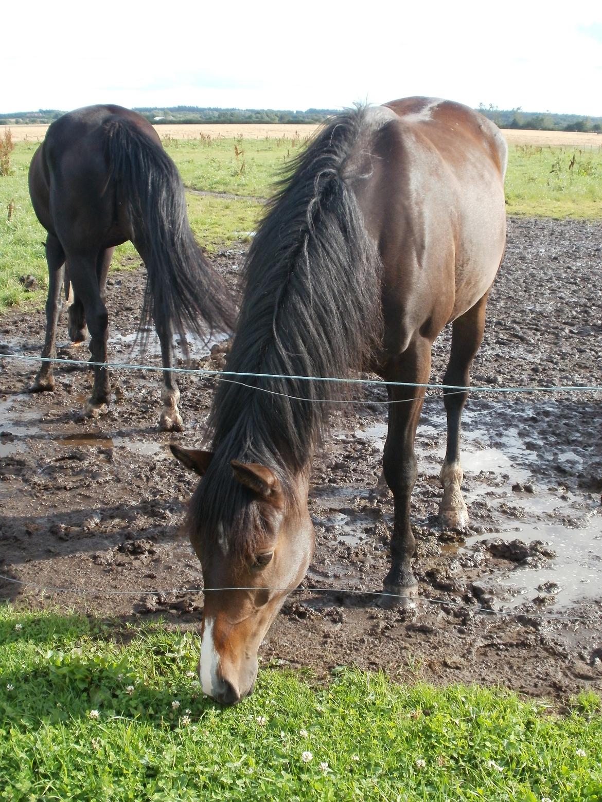 Anden særlig race Engbæks Lise-Lotte - August 2012 billede 12