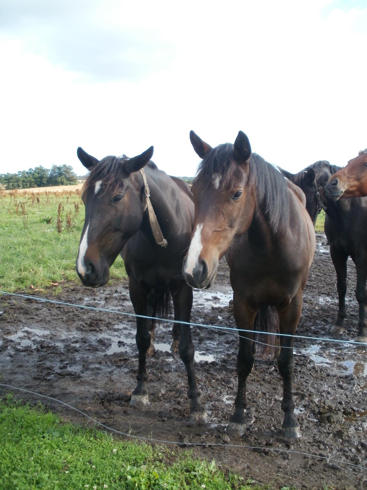Anden særlig race Engbæks Lise-Lotte - Mor og datter! billede 13