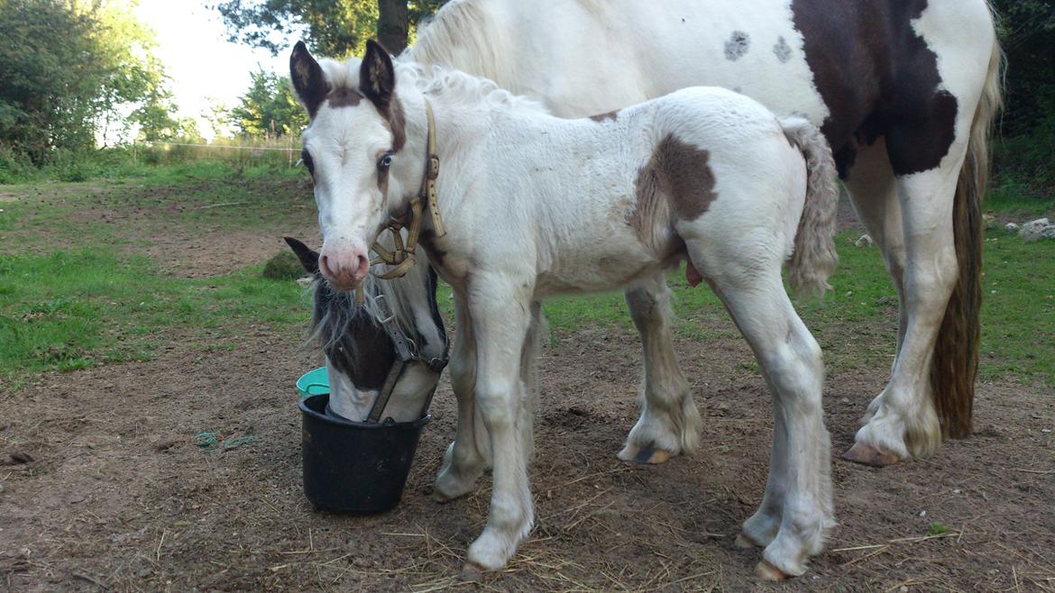 Tinker Thinggaard's Alijah - 11/8-2012 billede 1