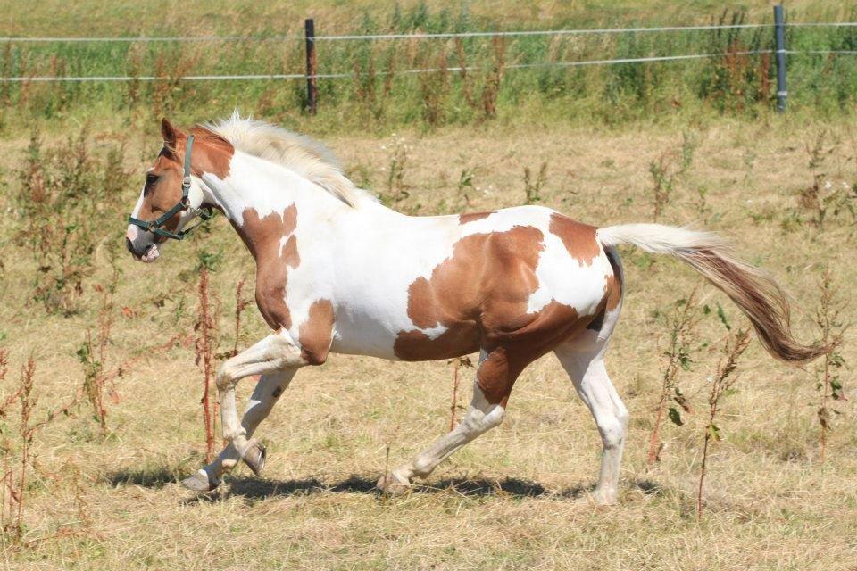 Pinto Metrik - Foto: Pia Lundberg billede 14