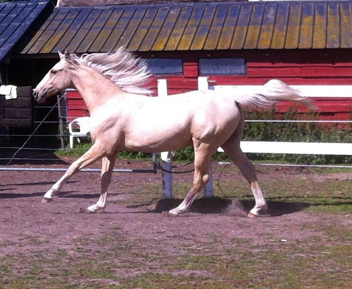 Palomino MiTho's Daywalker billede 6