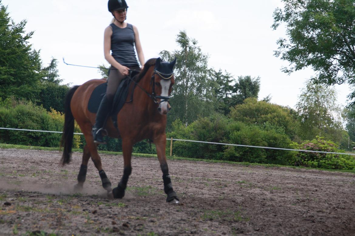 Anden særlig race Lady - Dressur træning <3 billede 11