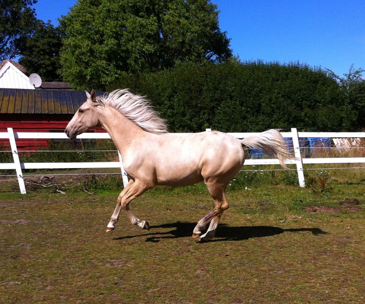 Palomino MiTho's Daywalker billede 11