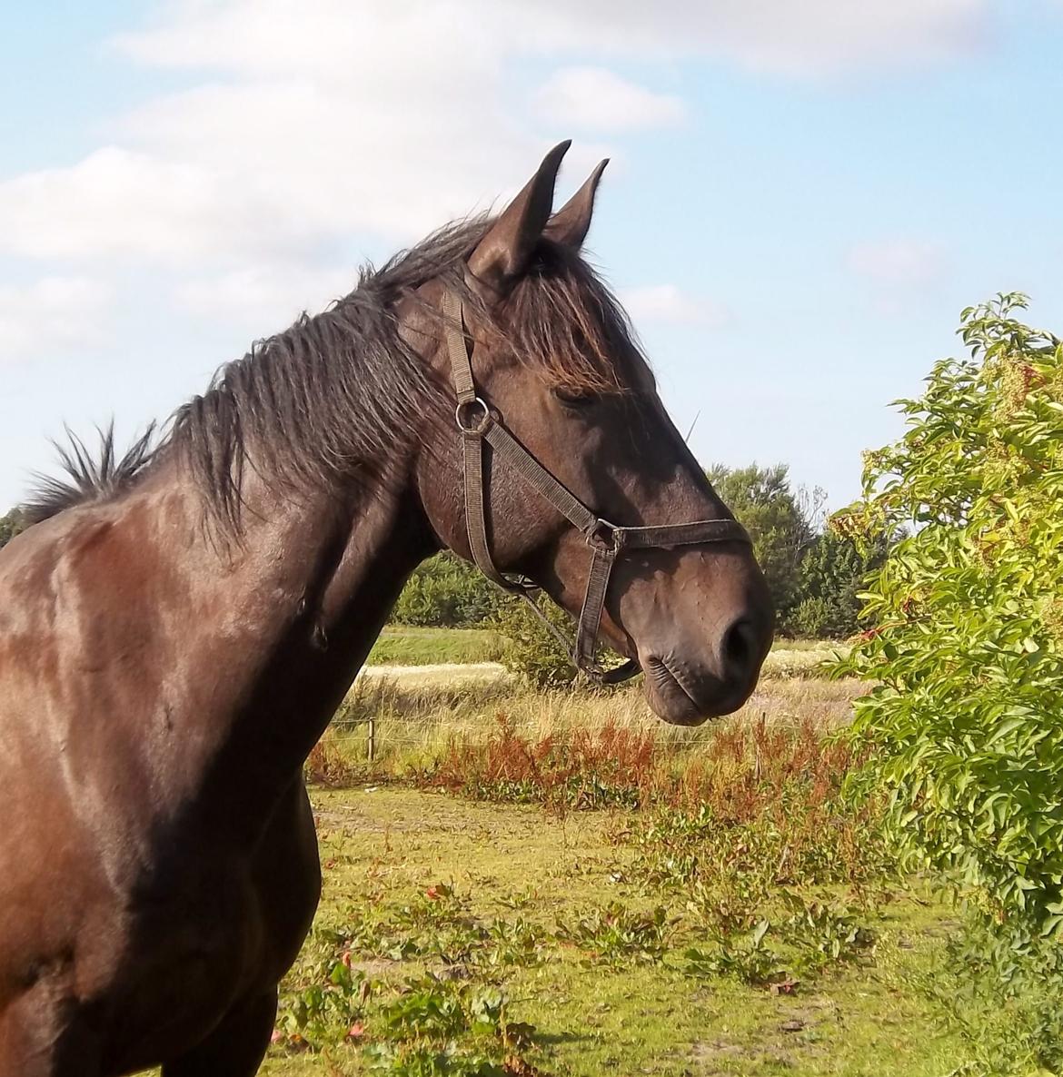 Anden særlig race Sir Arthur billede 9