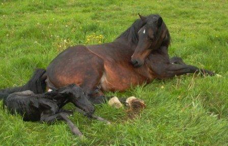 Welsh Cob (sec D) Valhallas Allegro - Allegro som spæd d. 24. maj 2010 billede 12