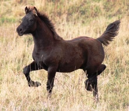 Welsh Cob (sec D) Valhallas Allegro billede 11