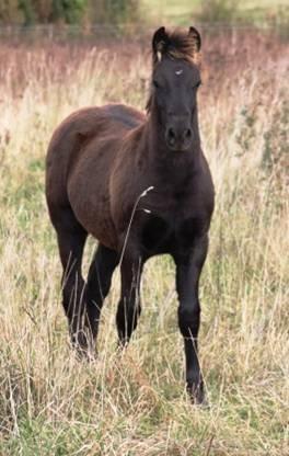 Welsh Cob (sec D) Valhallas Allegro billede 9