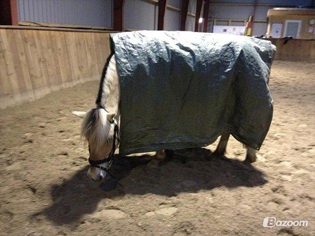 Fjordhest Pelle Lønbjerg billede 5