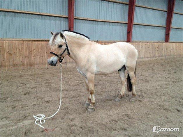 Fjordhest Pelle Lønbjerg billede 6