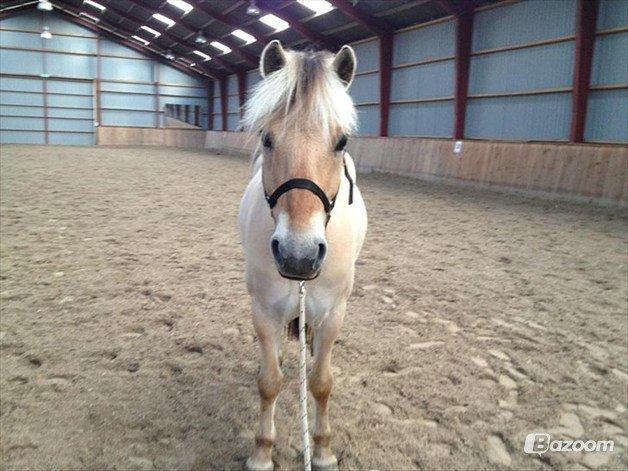 Fjordhest Pelle Lønbjerg billede 7